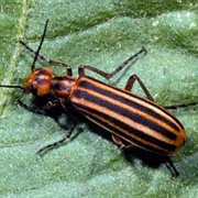 Frost Entomological Museum
