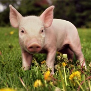 Pig