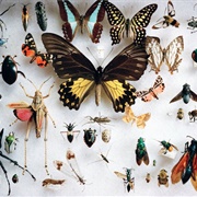 Entomophobia - The Fear of Insects