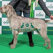 Slovakian Rough Haired Pointer
