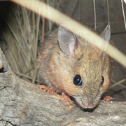 Kimberley Mouse