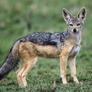 Black Backed Jackal