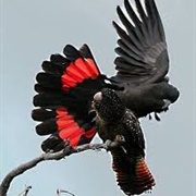 Red-Tailed Black Cockatoo