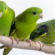 Barred Parakeet