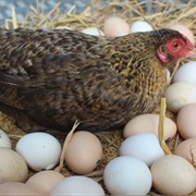 Hen's Eggs