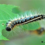Eastern Tent Caterpillar