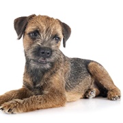 Border Terrier