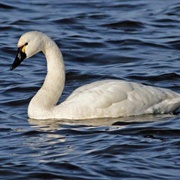 Tundra Swan
