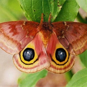 Io Moth