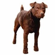 Patterdale Terrier
