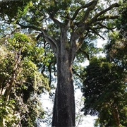 The Patriarch Tree
