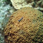 Great Star Coral