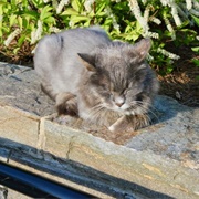 Cats of Longwood Gardens