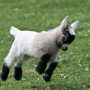 Goat