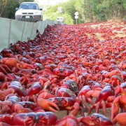 The Migration of the Red Crabs, Christmas Island