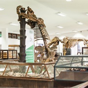 Museo Geológico Nacional José Royo Y Gómez