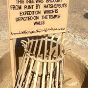 Hatshepsut's Myrrh Tree
