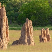 Termite Hill