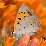 Small Copper