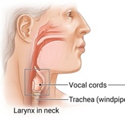 Larynx