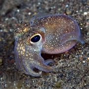 White-Eyed Bobtail Squid