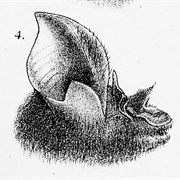 Large-Eared Horseshoe Bat