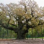 Major Oak