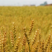 Anjeunbaengi Wheat