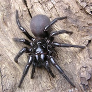 Funnel-Web Spider