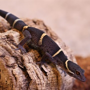 Chinese Cave Gecko