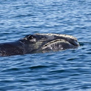 Northern Right Whale