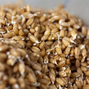 Sprouted Grains