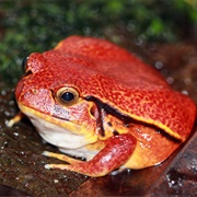 Tomato Frog