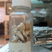 The Pioneer Memorial Museum