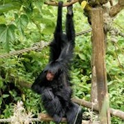 Red-Faced Spider Monkey