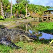 Wild Florida Airboats and Gator Park