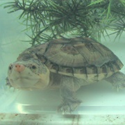 Chiapas Giant Musk Turtle