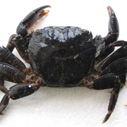 Smoked Black Crab