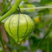 Tomatillos