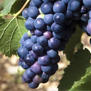 Petit Verdot
