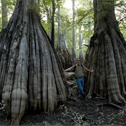 Francis Marion National Forest, SC