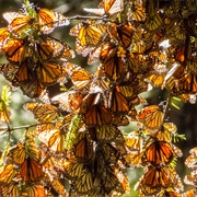 Monarch Migrations