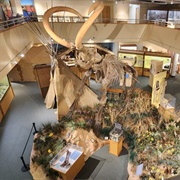 Prehistoric Museum