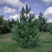 Norway Pine