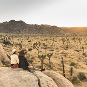 See Joshua Trees in Person