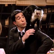 Having a Monkey for a Pet