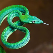 Asian Vine Snake