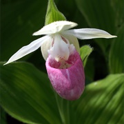 Pink and White Lady Slipper