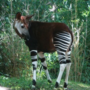 Okapi