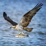 Osprey